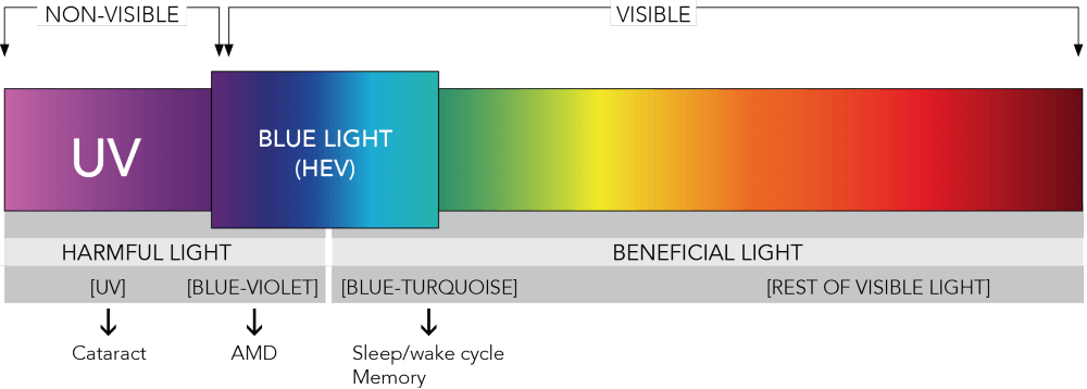 blue light and UV in light spectrum.png